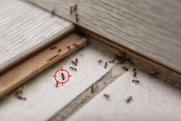 Flea Control Services in Chauvin, LA
