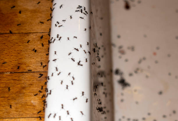 Best Commercial Pest Control Services  in Chauvin, LA